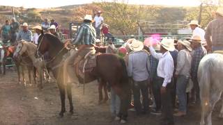 CABALLO DESTRIPADO POR EL Toro Ratoncito en Cascalote de Bravo Marzo 28 2015 [upl. by Ruthven]