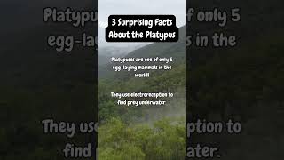 Platypus facts [upl. by Johan]