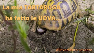 La mia tartaruga ha fatto le uova [upl. by Phox]