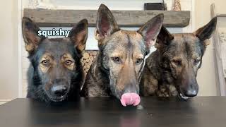 German Shepherds Review Food [upl. by Clements]