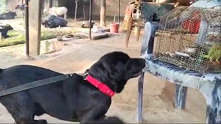 Dog sound  dog video  dog barking  dog barking sound  dog voice  dog mating  dog song [upl. by Clayborn]