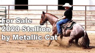 For Sale 2020 Metallic Cat Stallion [upl. by Ledif]