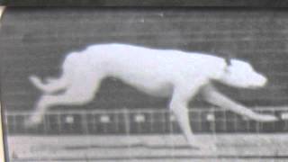 muybridge dog running [upl. by Yerag]