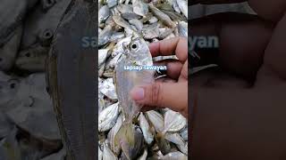 sapsap lawayan viralvideo seafoodmarket seafood fishing freshseafoods fish [upl. by Francine]