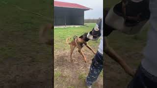 Belgian Malinois Training [upl. by Sosthenna]