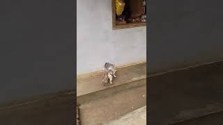 Lagi musim kawin funny cat cats pets kawinan perkawinan [upl. by Jillane714]