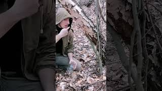 How to get birch sap bushcraft survival outdoors [upl. by Vanderhoek]