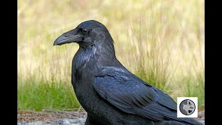 Découvrez la grande diversité de cri du CorbeauDiscover the great diversity of Ravens cry [upl. by Kawasaki883]