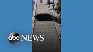 Elephant seal interrupts business on Australia pier [upl. by Joshua537]