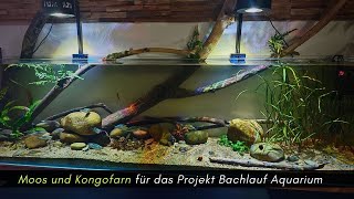 Projekt Bachlauf Aquarium Moos und Kongofarn ziehen ein aquaristik [upl. by Eendys]