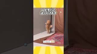 ネコさんの動画見て笑ったら寝ろwwwwwww [upl. by Auhoj]