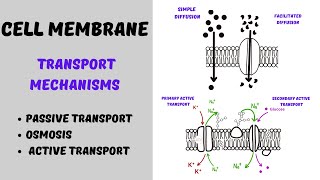 Transport across Cell Membrane  Active Transport and Passive Transport [upl. by Ateloiv]