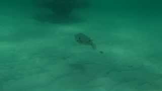 Striped Burrfish at Pensacola Beach Park East [upl. by Ariajay]