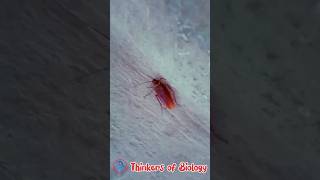 cockroach cockroaches cockroach0 cockroachyt insectlovers trending insects insectdiversity [upl. by Aetnahs562]