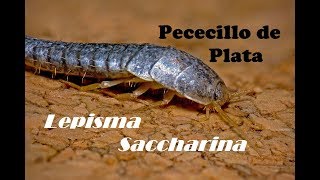 Lepisma Saccharina Pececillo de Plata [upl. by Aliuqa]