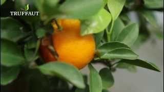 Planter un agrume le calamondin en pot  Truffaut [upl. by Leivad]