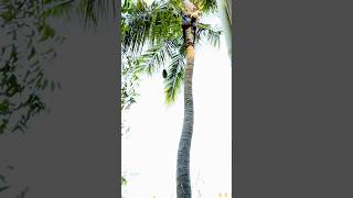 Tender Coconut Cutting Tree Climbing 😧 [upl. by Eula711]