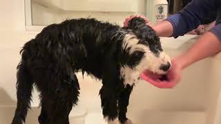 Bath time with Mr Elliot the Sheepadoodle [upl. by Barcus]