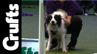 Flyball  Team Quarter Finals  Day 2  Crufts 2012 [upl. by Tarsuss]