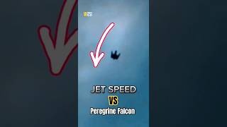 JET Speed VS Peregrine Falcon [upl. by Odrick]