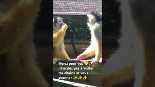 Des singes au zoo dAmnéville 🐒 [upl. by Wallford]