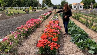 How I Grow Ranunculus  Schedule of Planting Dates 🌸🙌💚  Garden Answer [upl. by Bolme]