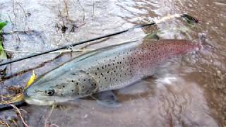 First 2 Hucho on the Fly in the river Nisava Serbia mladica x 2 [upl. by Truscott92]