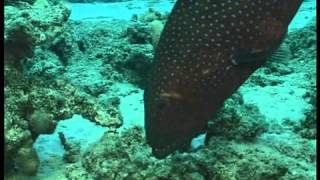 Coral grouper gesturing to a moray [upl. by Aaron]