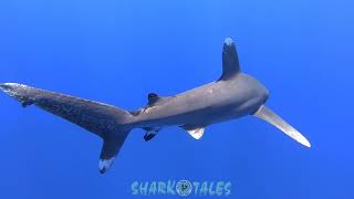 Oceanic White Tip Sharks Bahamas [upl. by Meara]