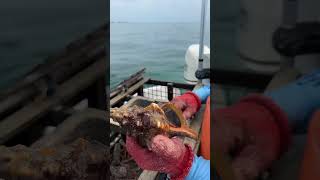 Hungry Horse Conch fishing conservation aquarium seafood [upl. by Ahilam]