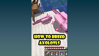 Axolotls Dance Breed Axolotls in Minecraft shorts [upl. by Kast533]