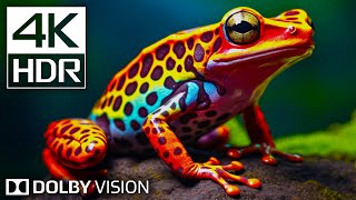 DISCOVER the FUTURE of 4K HDR with Dolby Vision Video 60fps [upl. by Ariik]