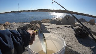 Friendly Reminder When Fishing For Mackerel In Maine Daily Limit Is [upl. by Derraj]