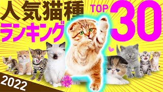 【2022年】❤️人気猫種ランキングTOP30（参照：アイペット損害保険契約数） [upl. by Raffaj728]