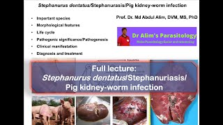 Stephanurus dentatus infection Cause morphology life cycle pathogenesis diagnosis and treatment [upl. by Aek]