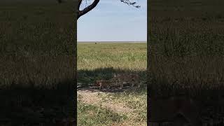 Lioness of Sametu pride with two cubs sons of the Saba Bora males Utafiti Serengeti 23072024 [upl. by Borszcz]