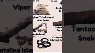 Types of Snakes Shieldtail Snake memes facts shorts [upl. by Lecirg]