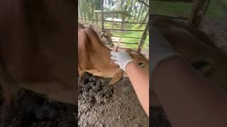 Vitamin injection in Braman cross cattle cow shorts animals [upl. by Arimas]