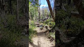 Cruzando un arroyo en la montaña verano 2024 bosque patagonia argentina hiking PILTRIQUITRON [upl. by Selinda]