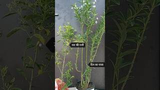 दिन का राजा और रात की रानी इन दोनो की है एक कहानी । Cestrum diurnum amp Cestrum nocturnum plant [upl. by Idzik]