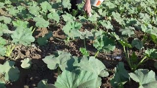 زراعه الكوسه عزيقتسميدري الجزء الثالث courgettesfertilization [upl. by Lothar591]