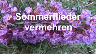 Sommerflieder vermehren Ableger Stecklinge machen Buddleja Schmetterlingsflieder [upl. by Myles]