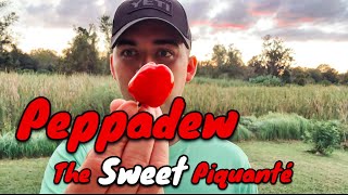 A Peppadew from MattsPeppers This is a Pepper for Everyone  Pepper Review [upl. by Yaakov801]