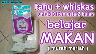 Bikin Makan Untuk Kitten Usia 2 BulanYg Sedang Belajar Makan Mudah dan Murah [upl. by Anetsirhc10]