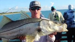 INSANE Juno Snook Action Every Bait Got Ate 60 Fish [upl. by Cochran]