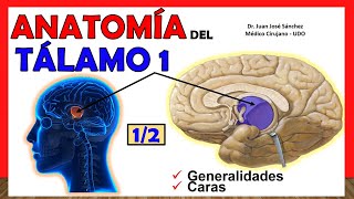 🥇 Anatomía del TÁLAMO 12 Generalidades ¡Explicación Sencilla [upl. by Esnofla]