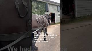 Training Matisse for Pulling at the Homestead Permaculture Farm Percheron Draft Horse [upl. by Jacquetta]