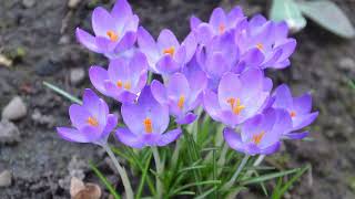 Wunderschöne Krokussen  vorboten des Früling in Düsseldorf Crocuses are harbingers of Spring [upl. by Alvis]