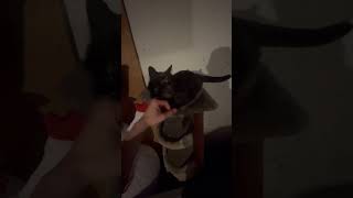 Heckin Cat actin all crazy in the basement [upl. by Coriss]