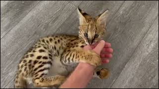 Serval Kitten Playing [upl. by Choo]